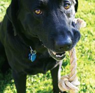 God’s Creature Gifts dog