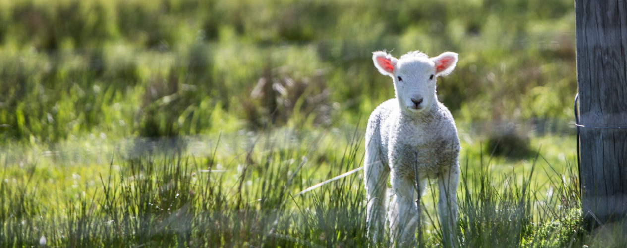 An easter sheep standing in a field.