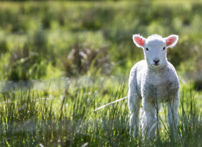 An easter sheep standing in a field.